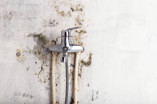 Best Mold Remediation  in Pevely, MO
