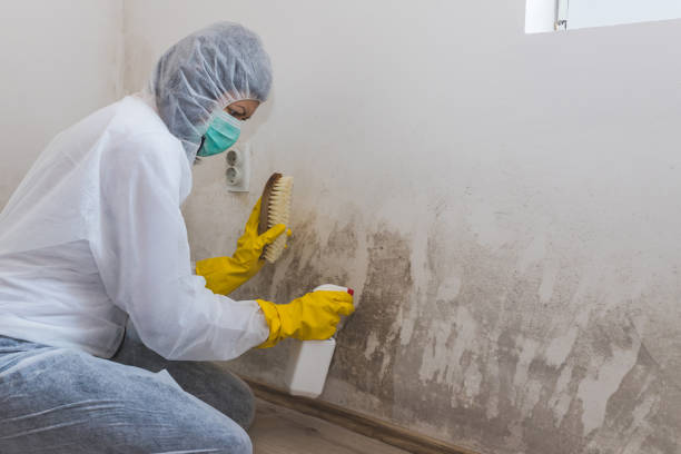 Mold Testing and Removal in Pevely, MO
