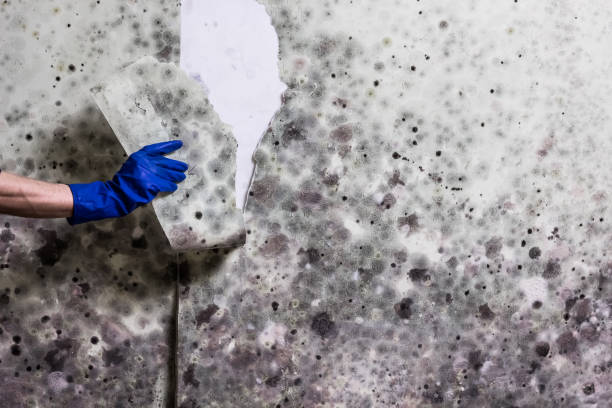 Office Mold Removal Services in Pevely, MO